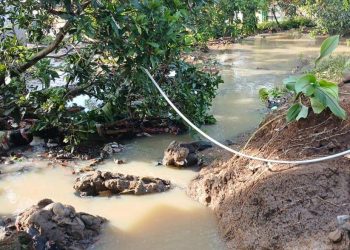 Distan Gerak Cepat Tangani Banjir di Cisolok, Ratusan Hektare Sawah Petani Terendam