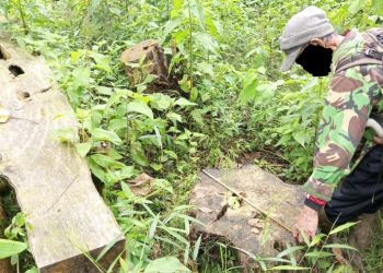 Belasan Ribu Pohon Ditebang Ilegal di Cidahu, Warga Rasakan Air Keruh dan Krisis Air Bersih