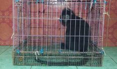 Heboh! Lutung Jawa Masuk Kamar Warga di Cicantayan, Evakuasi Berlangsung Dramatis
