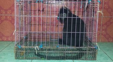 Heboh! Lutung Jawa Masuk Kamar Warga di Cicantayan, Evakuasi Berlangsung Dramatis