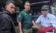 Sempat Tak Merespons, Begini Nasib ‘Burung Garuda’ yang Pecahkan Kaca Rumah di Sukabumi