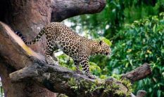 Lacak Jejak Macan Tutul, 80 Kamera Trap Disebar di Hutan Cikepuh Sukabumi