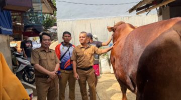 Sang “Predator”, Sapi Kurban Prabowo Siap Disembelih di Sukabumi