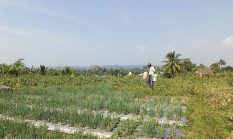 Kemarau Panjang, Petani Sayur di Bojonggenteng Terpaksa Pikul Air Ratusan Meter