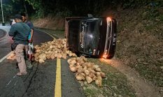 Pickup Bermuatan Kelapa Terguling dan Berbalik Arah di Tanjakan Buniwagi Palabuhanratu