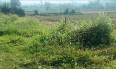 Dulu Lahan ini Sawah Subur dengan Aliran Air Melimpah, Kini Tinggal Padang Rumput