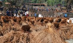 Dari Stok 20 Tahun, Cadangan Padi Adat Ciptamulya Diprediksi Tinggal 5 Tahun Usai Kebakaran