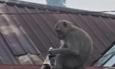 Warga Ciawitali Nagrak Dihebohkan Kemunculan Monyet Masuk ke Pemukiman