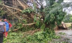 Pohon Beringin Puluhan Tahun di SMAN 1 Cicurug Tumbang, 12 Kendaraan Tertimpa
