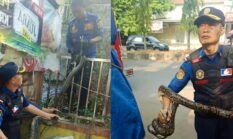 Bukan Pelanggan! Sanca 3 Meter Tiba-tiba Kagetkan Pemilik Warung di Palabuhanratu 